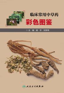 衰仔的问道之旅